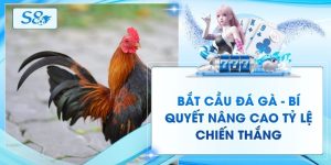 Bắt Cầu Đá Gà - Bí Quyết Nâng Cao Tỷ Lệ Chiến Thắng